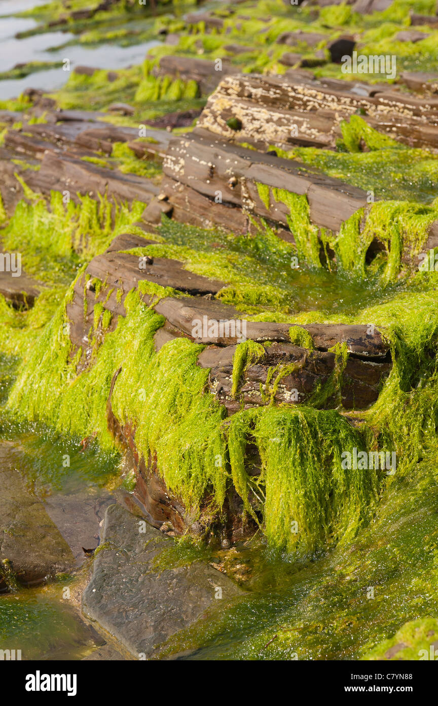 Enteromorpha flexuosa filamentous algae uncovered at low tide clinging onto to shale and slate rocks Stock Photo