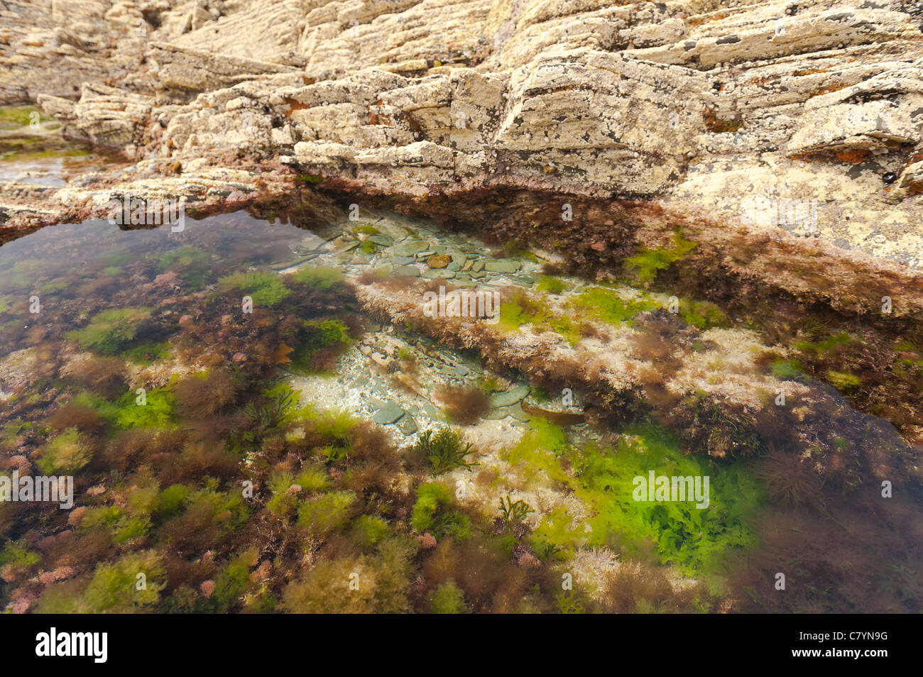 Calm exposed rock pool at low tide with diverse array seaweed algae contrasting with layered shale schist rock Stock Photo