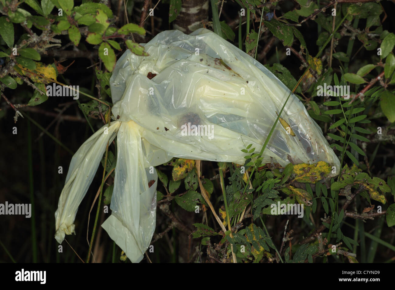 Dog waste bag hanging in bush, Purbeck Dorset. Stock Photo