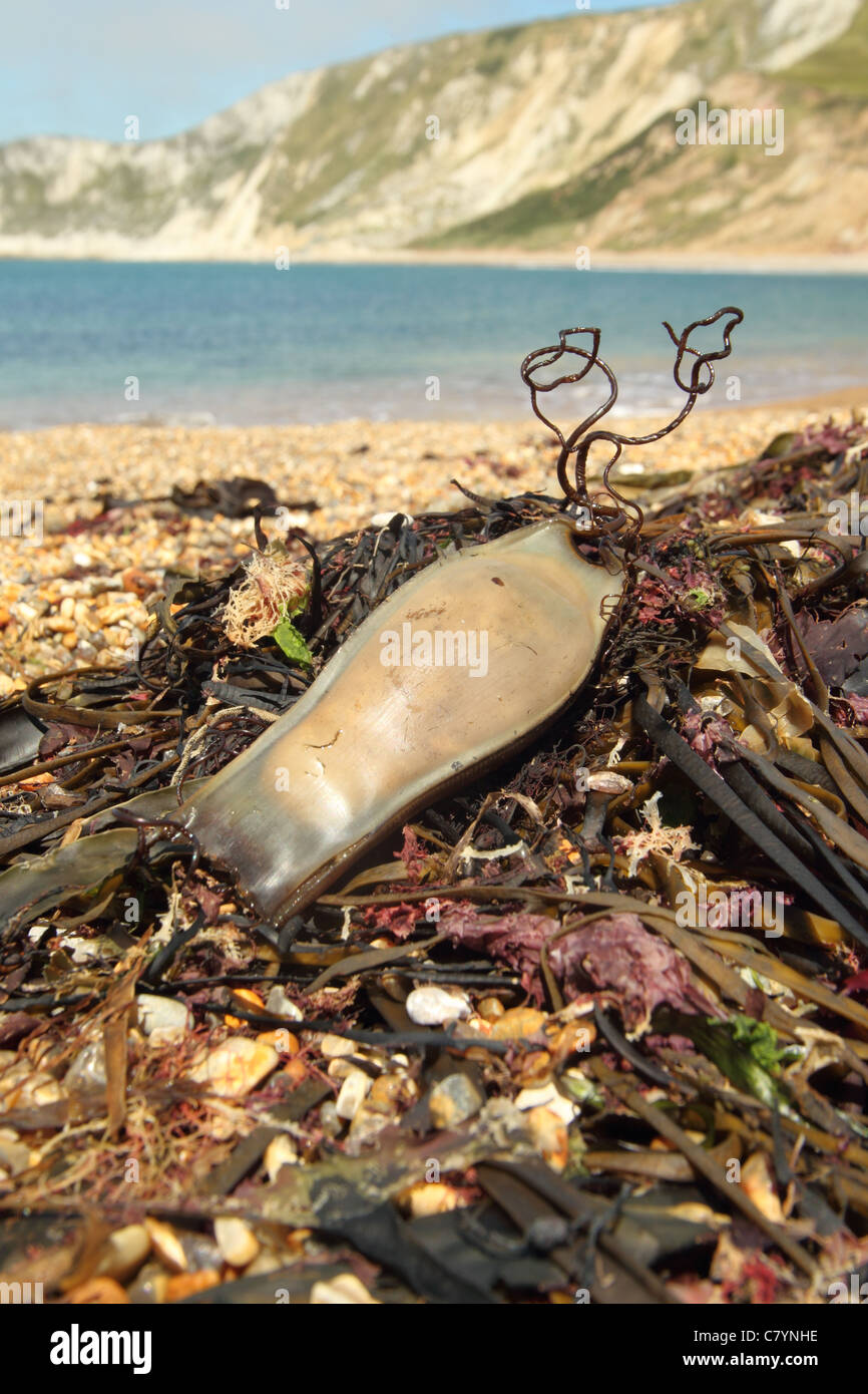 Undulate ray (Raja undulata), eggcase egg case egg capsule mermaid s purse  washed ashore on beach