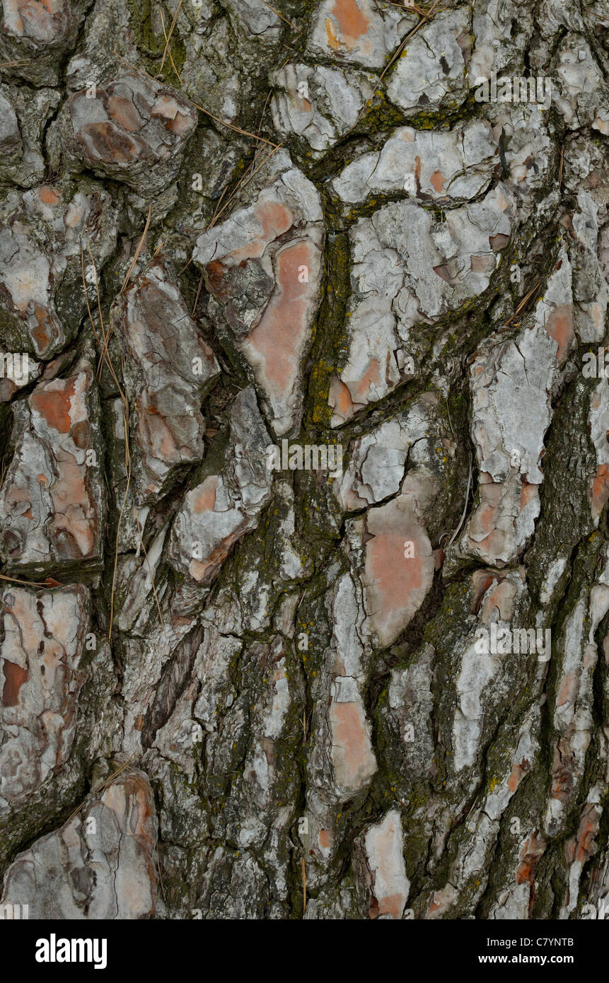 Abstract background texture close up of Torrey pine tree bark, Pinus torreyana, San Diego California, natural pattern, digital wallpaper. Stock Photo