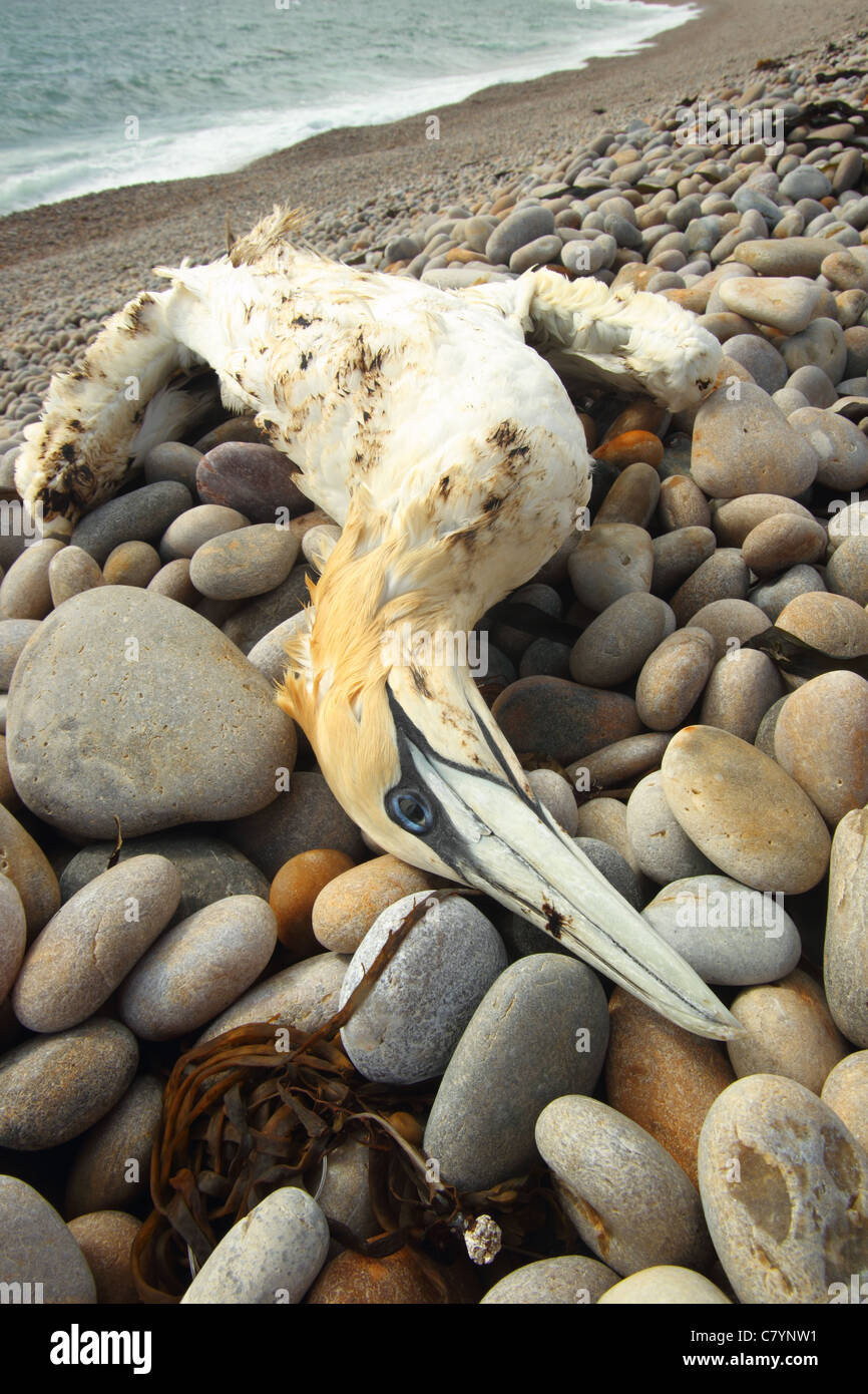 Oiled Gannet Morus bassanus, Chesil beach Dorset July Stock Photo