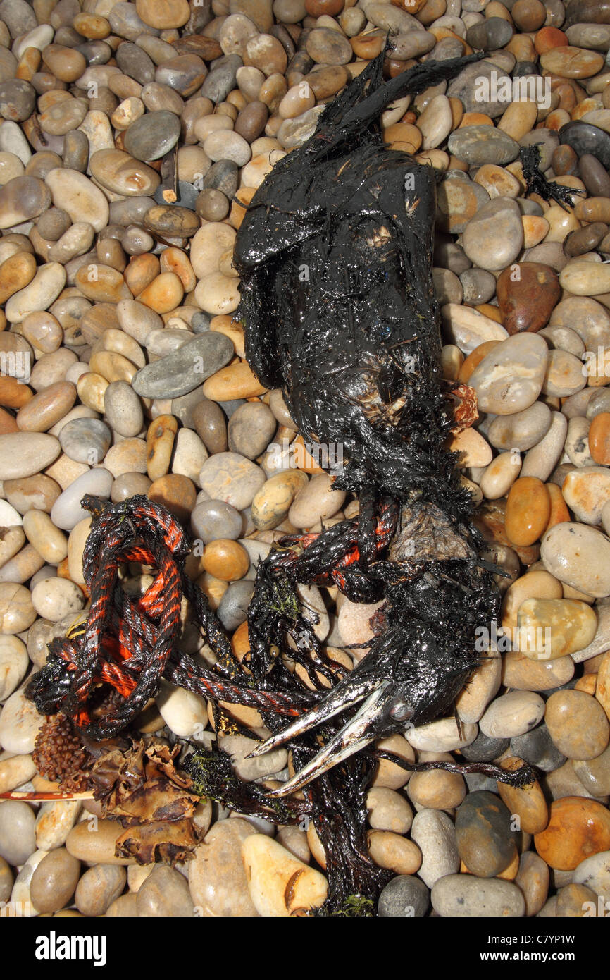 Oiled Gannet Morus bassanus, Chesil beach Dorset July. Stock Photo