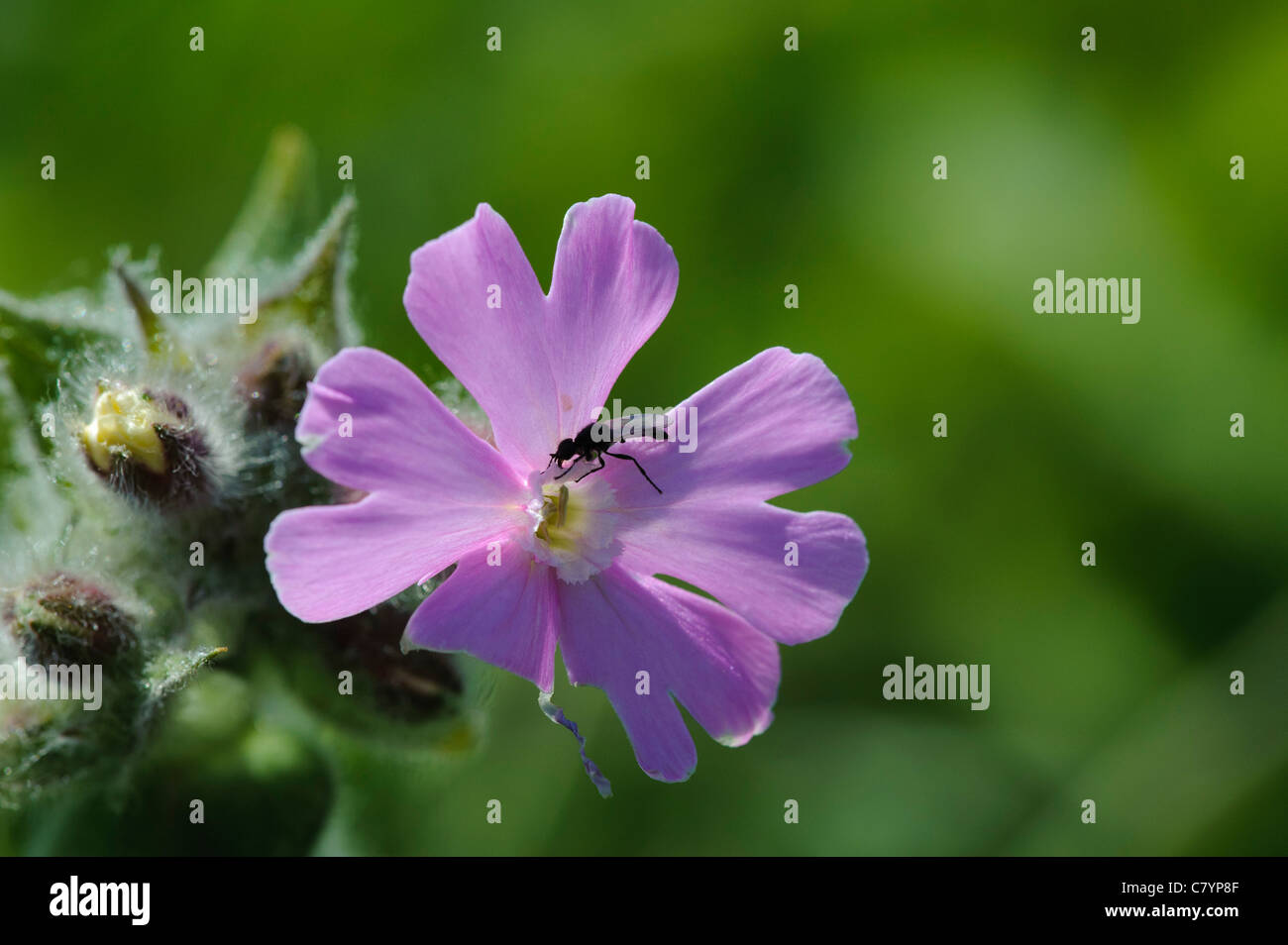 Red Campion (Silene dioica) Stock Photo