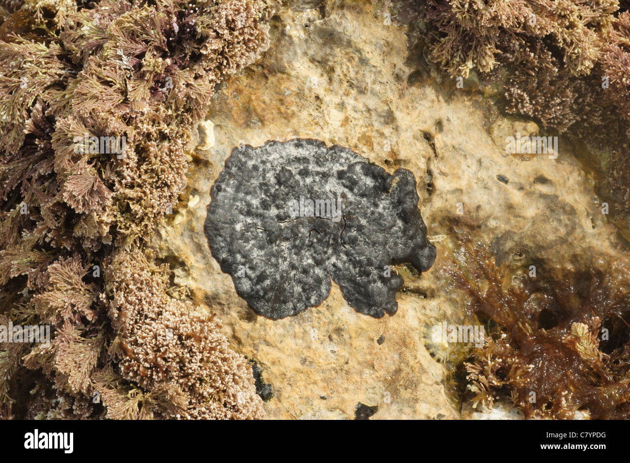 Lichen Verrucaria mucosa, on shore Swanage Dorset UK. May. Stock Photo