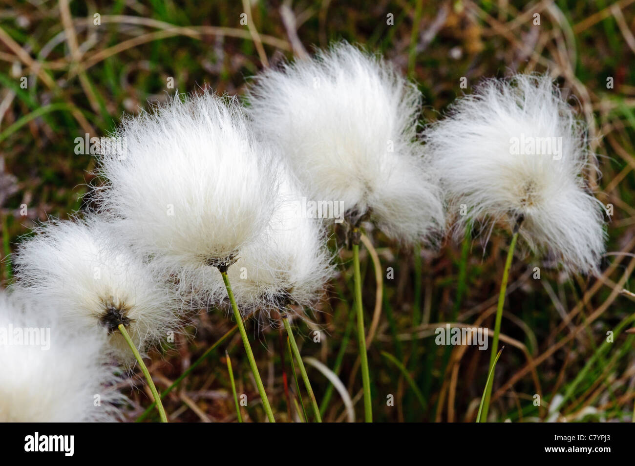 Harestail Cotton-grass (Eriophorum vaginatum) Stock Photo