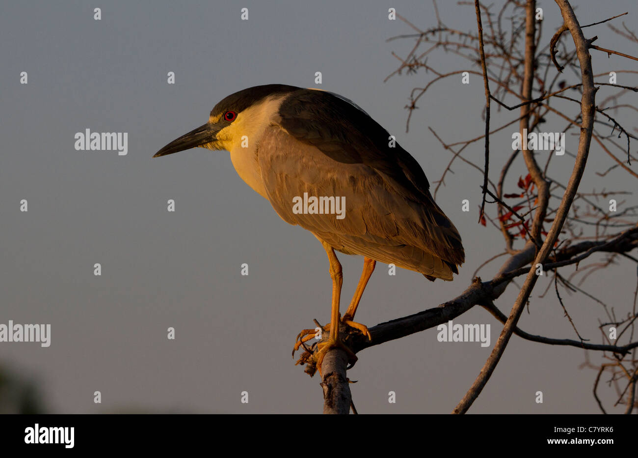 Black crowned Night Heron (Nycticorax nycticorax) in evening light Stock Photo