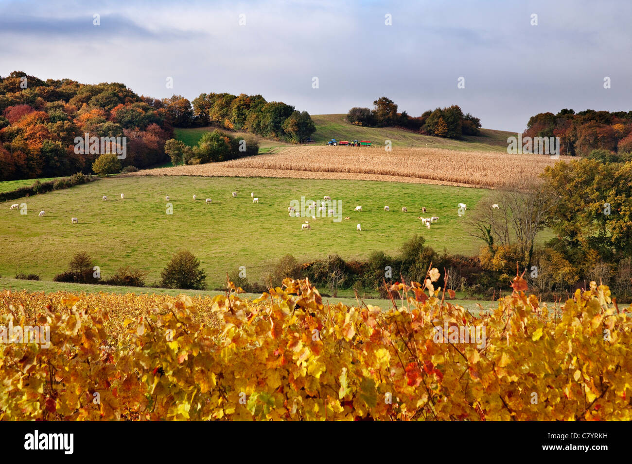 Fields of wine corn and cattles near Manciet Gers Midi Pyrenees France Stock Photo