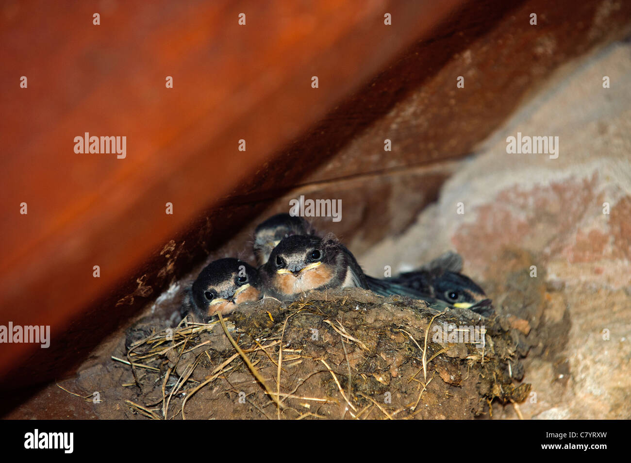 Barn Swallow (Hirundo rustica), chicks in nest Stock Photo
