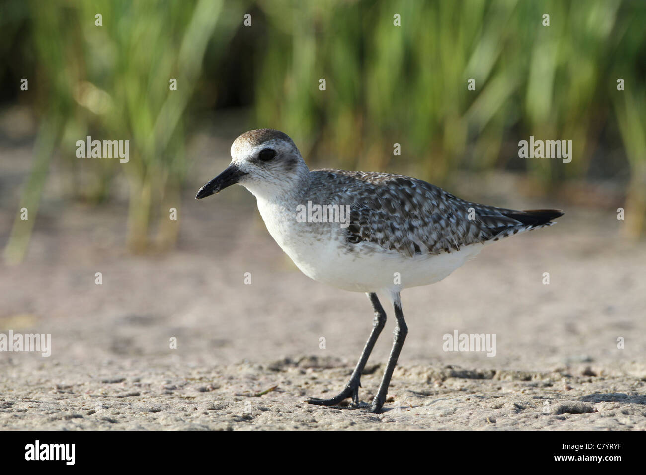 Black bellied Plover (Pluvialis squatarola) winter plumage Stock Photo