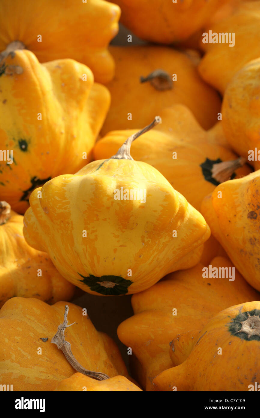 Flying saucer squash in a pile Stock Photo Alamy