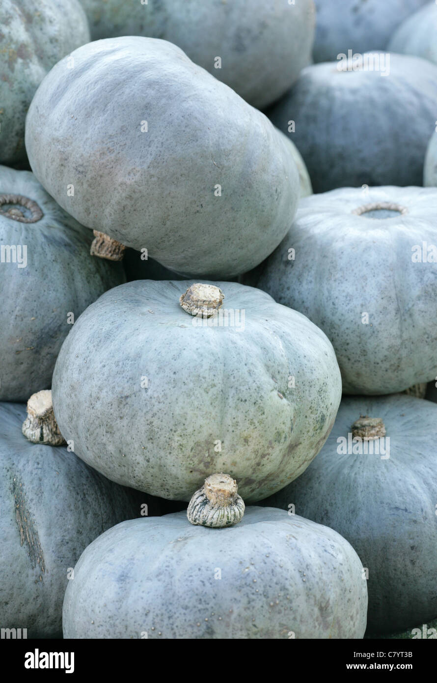 crown prince squash in a pile Stock Photo