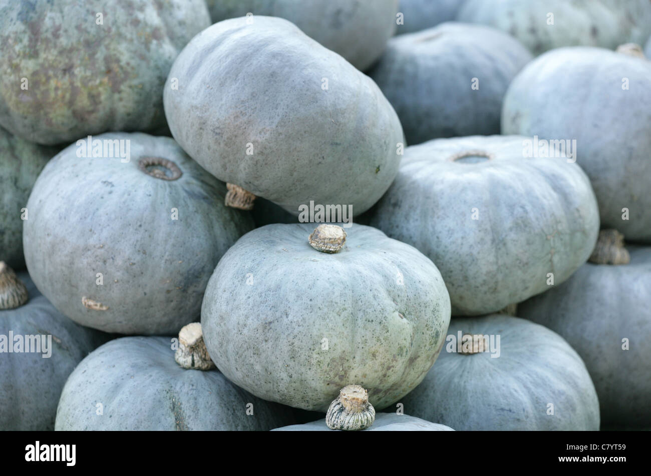 crown prince squash in a pile Stock Photo