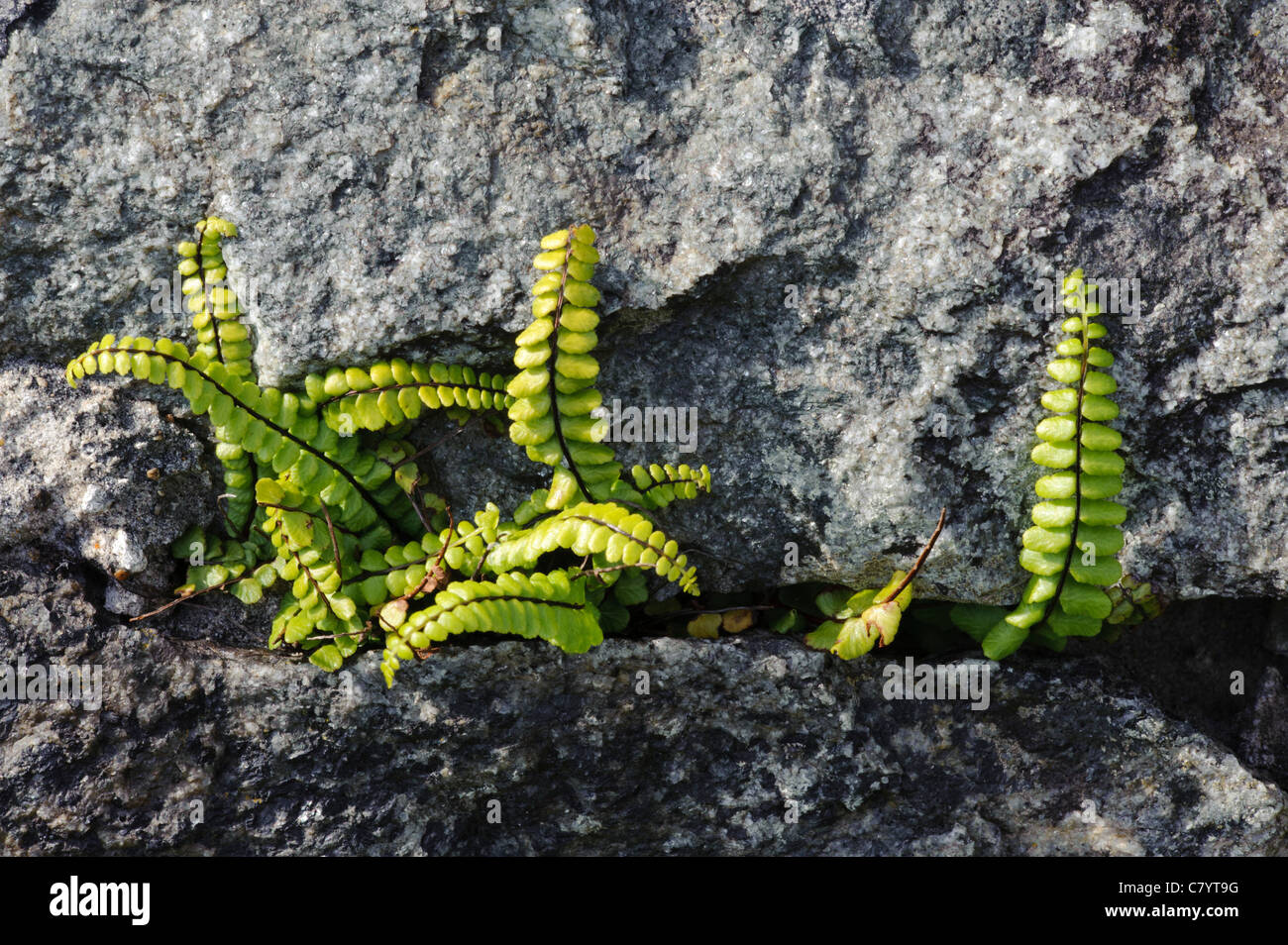Maidenhair Spleenwort (Asplenium trichomanes) Stock Photo