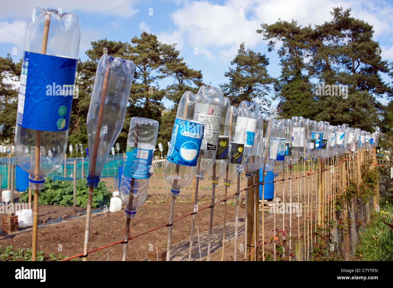 Plastic bottles on sticks used as bird scarers on an allotment garden