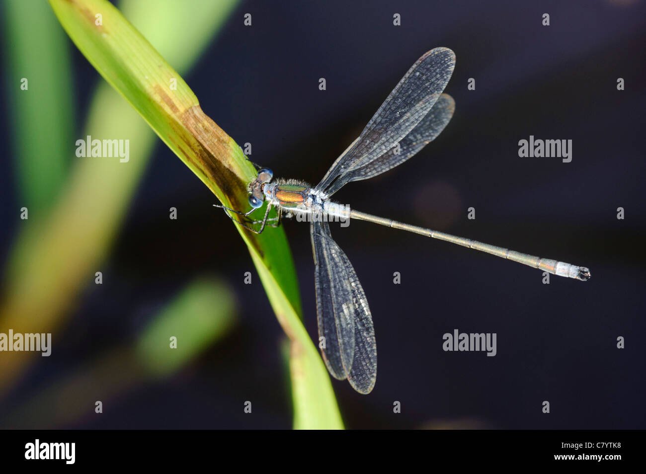 Emerald Damselfly (Lestes sponsa), male Stock Photo - Alamy