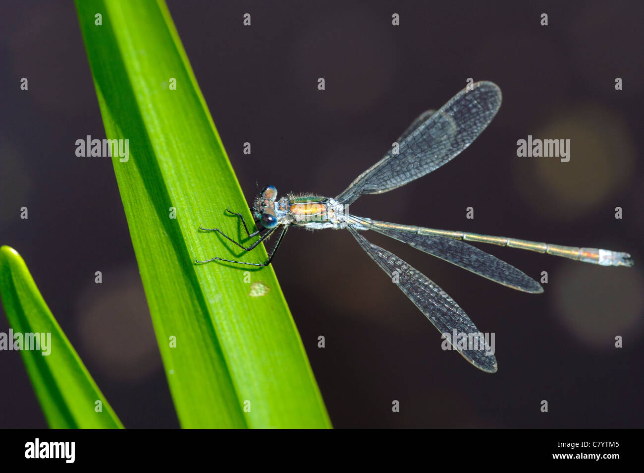 Emerald Damselfly (Lestes sponsa), male Stock Photo - Alamy