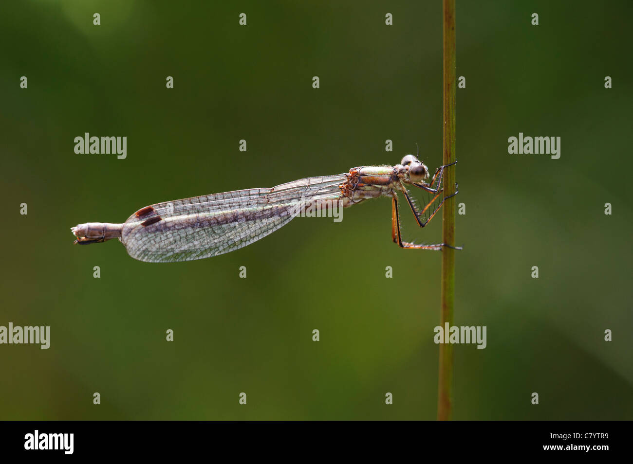 Emerald Damselfly (Lestes sponsa), female Stock Photo