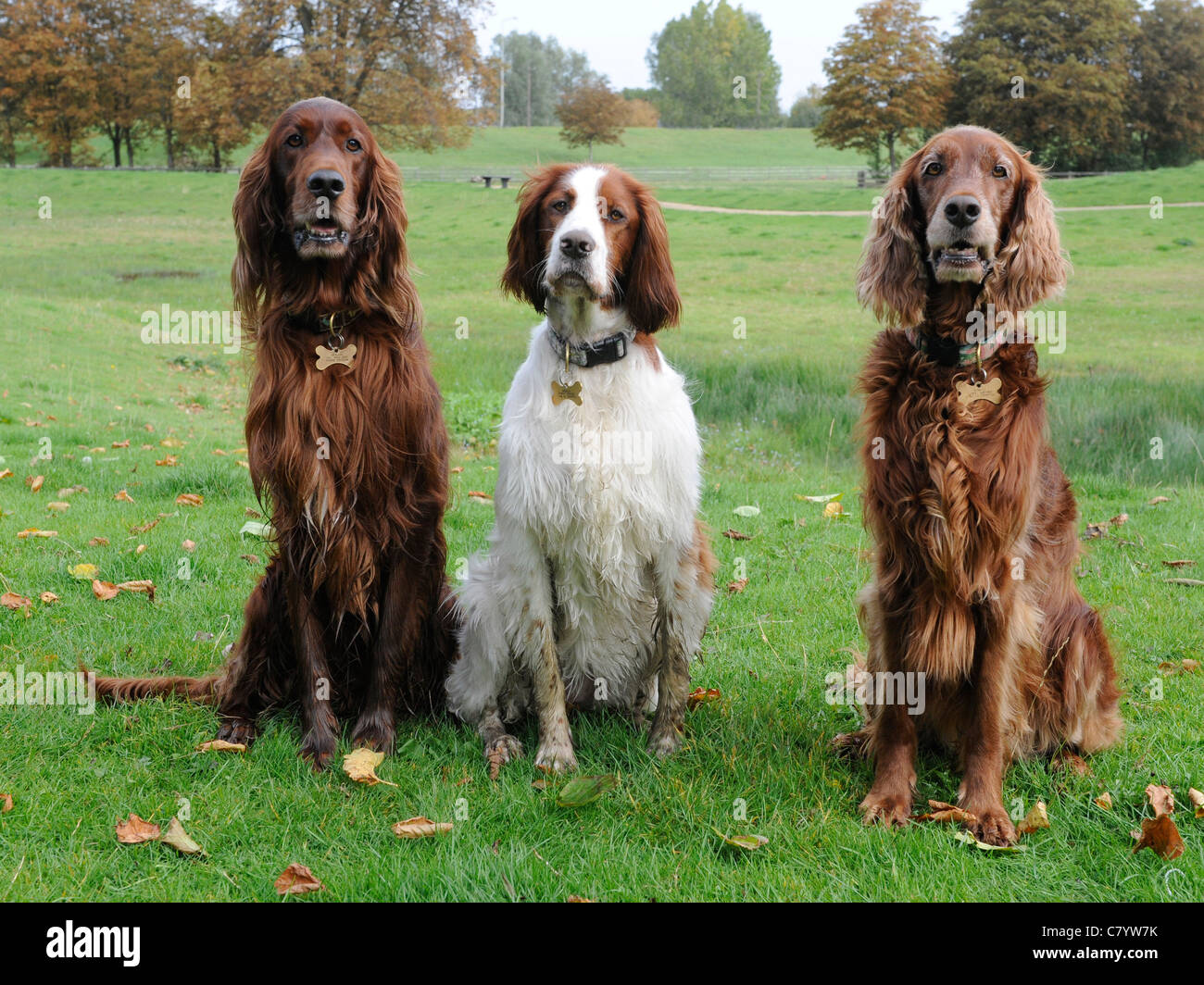 Three dogs that are pedigree setters Stock Photo