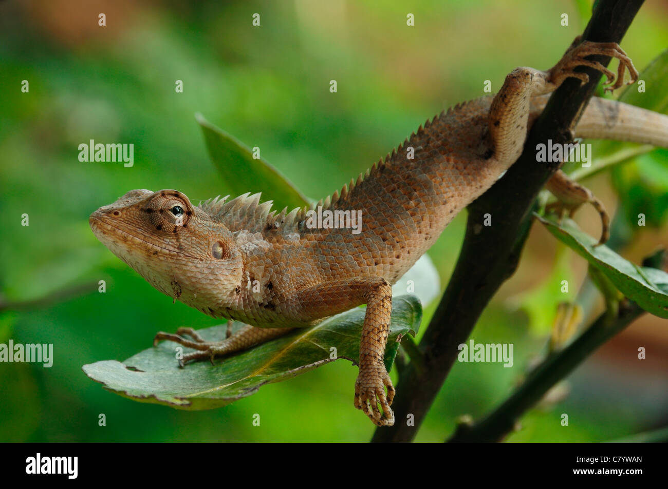 indian chameleon Stock Photo - Alamy