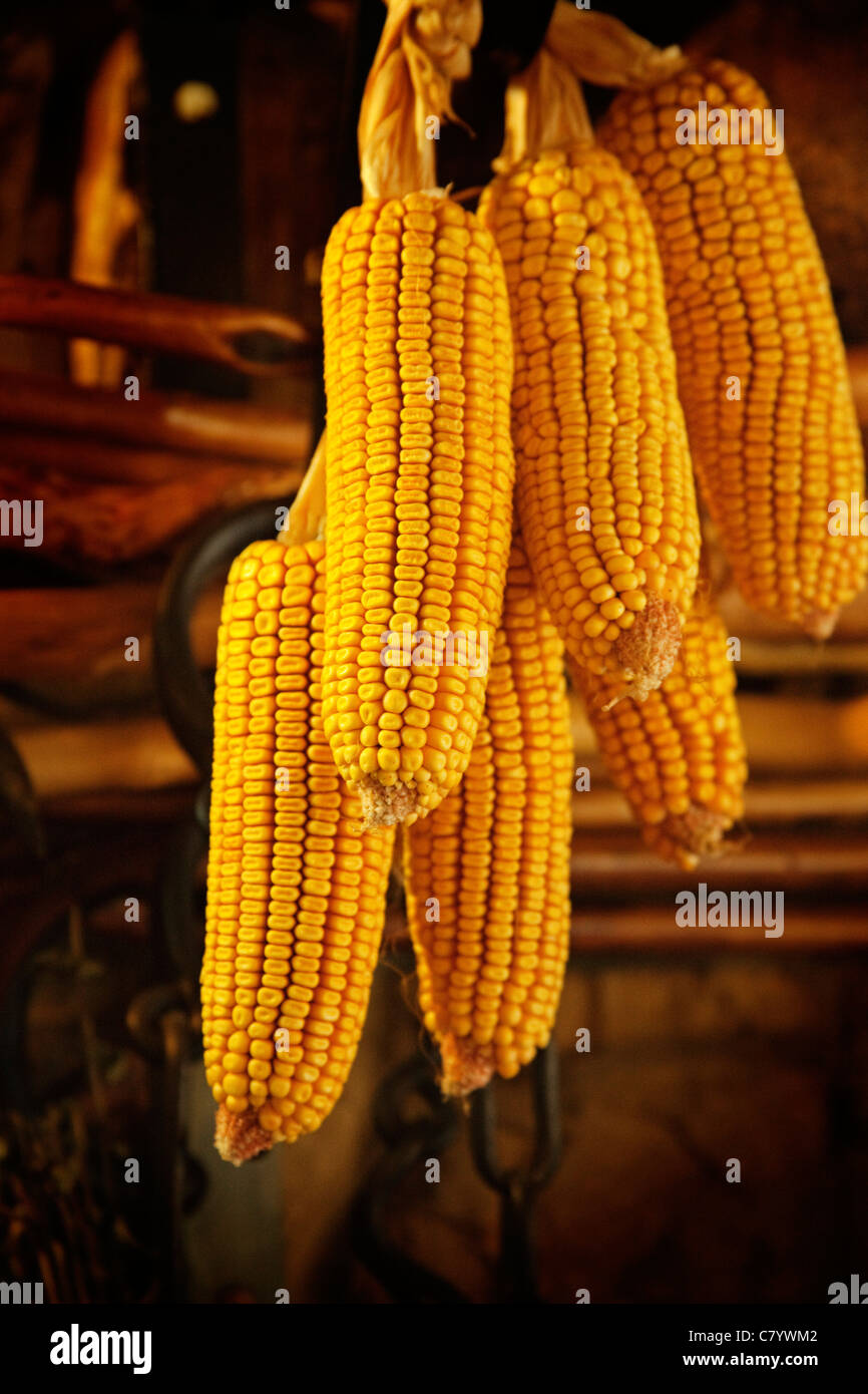 Corn cobs Stock Photo