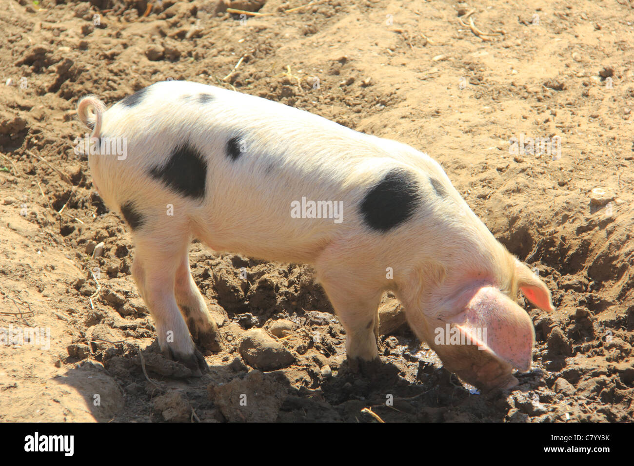 Piglet searching in the mud for scraps of food Stock Photo