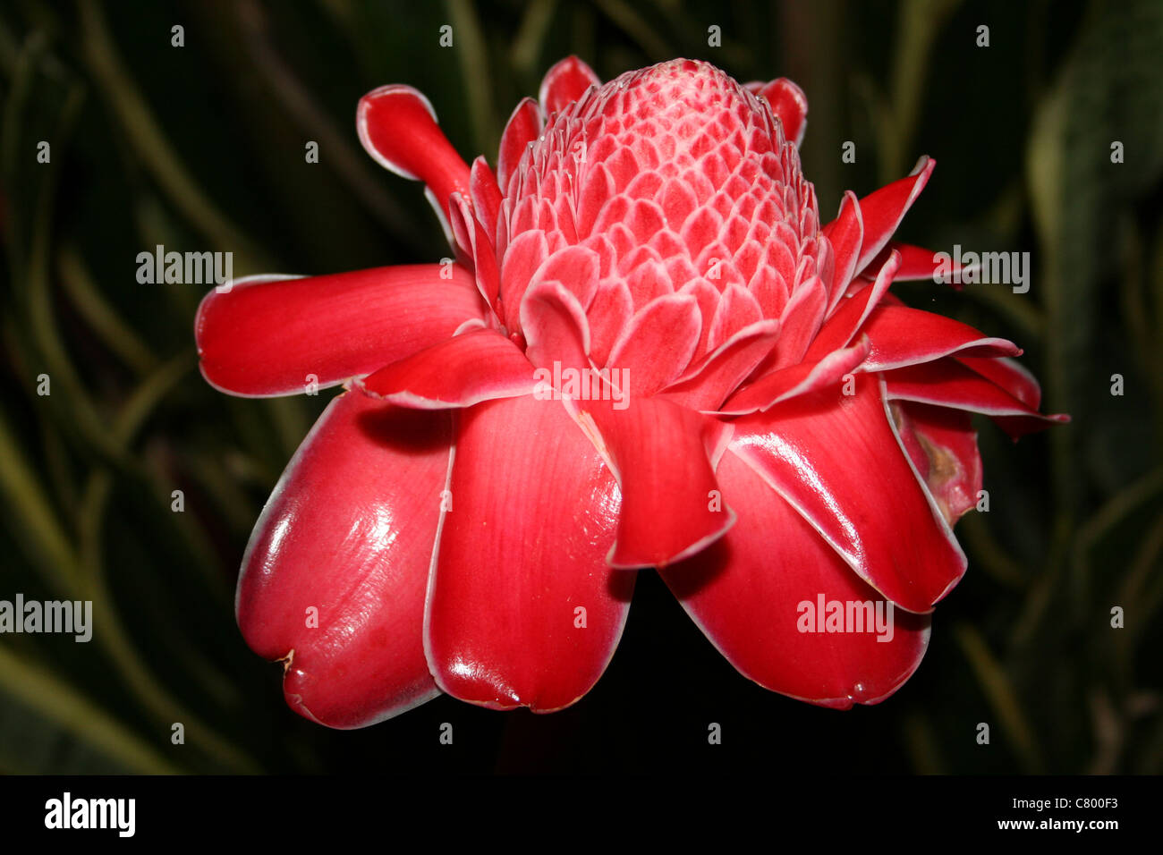 Red Tropical Flower of Torch Ginger Etlingera elatior, Indonesia Stock Photo