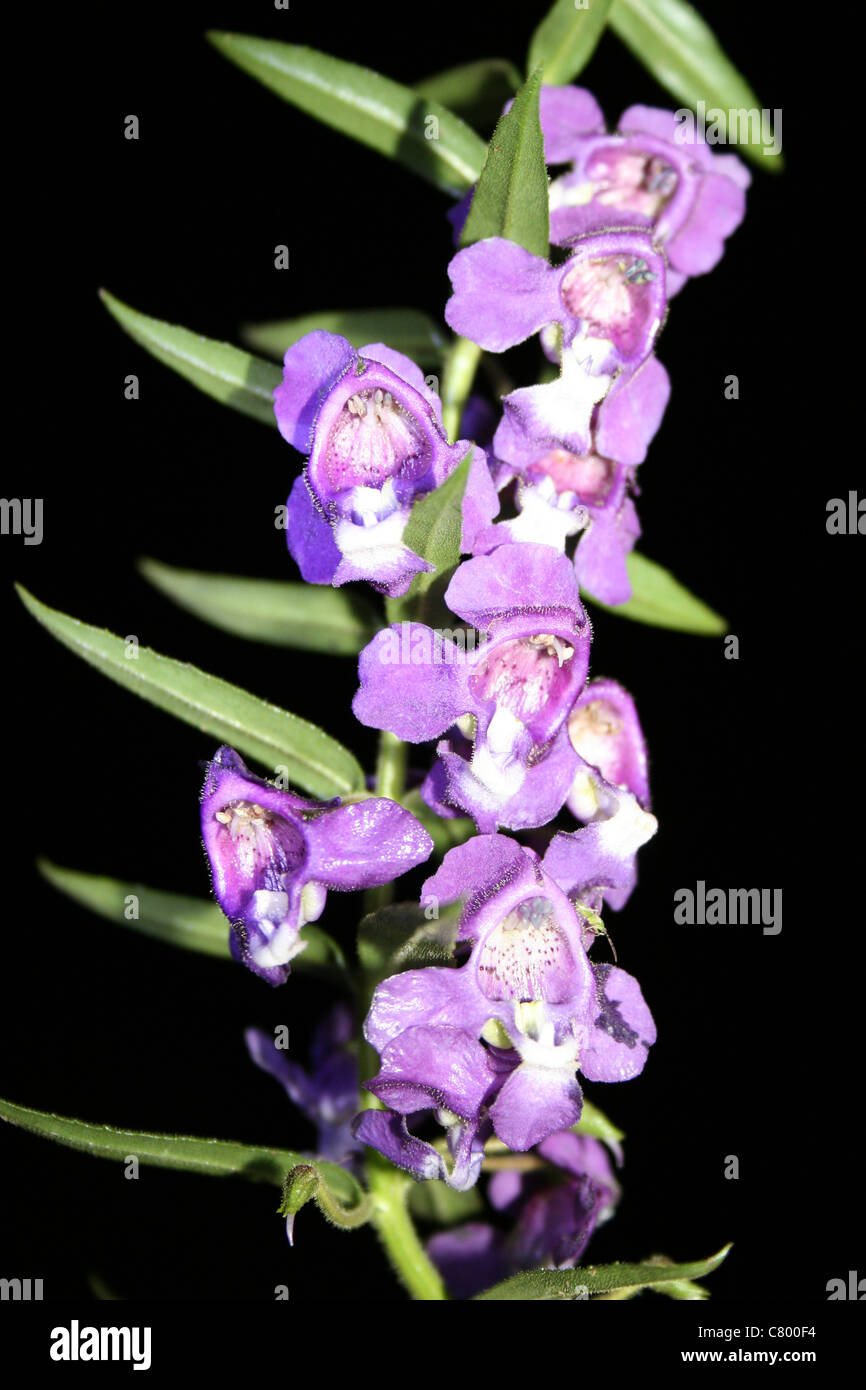 Purple Flowers, Sumatra, Indonesia Stock Photo
