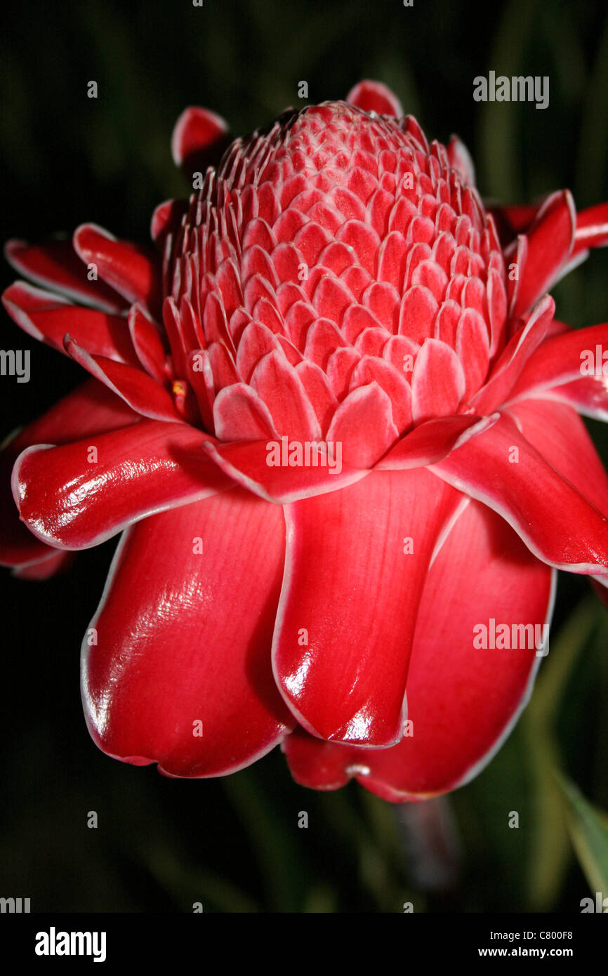 Bunga Siantan High Resolution Stock Photography And Images Alamy