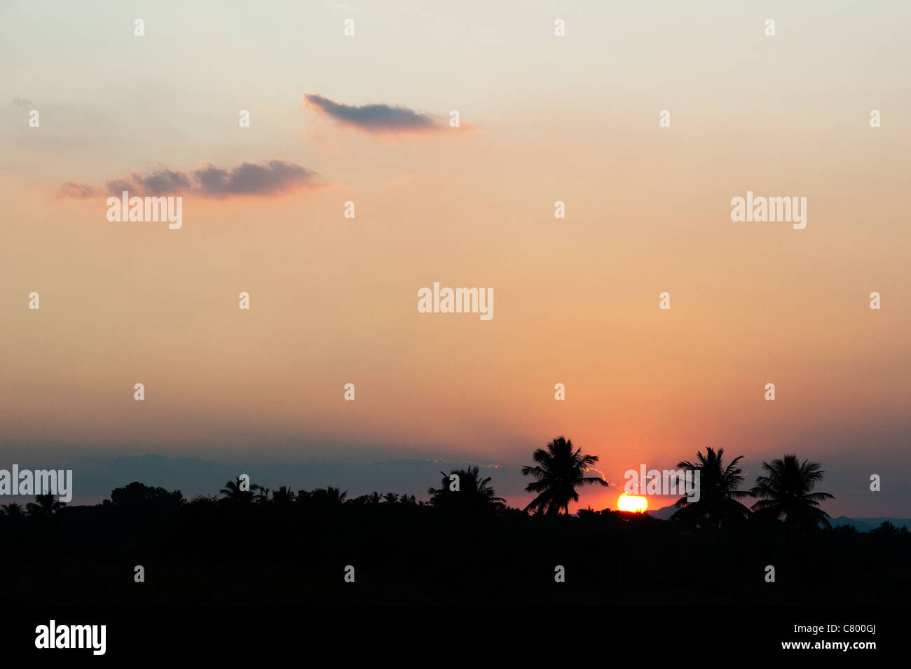 Indian sunset silhouetting palm trees. Andhra Pradesh, India Stock Photo