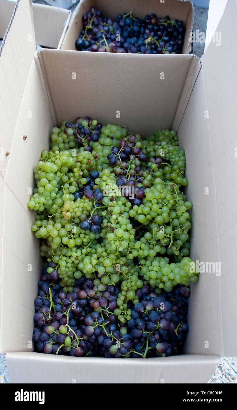 The Urban Wine Company harvest, people from Greater London bringing in the harvest of grapes grown in gardens for wine Stock Photo