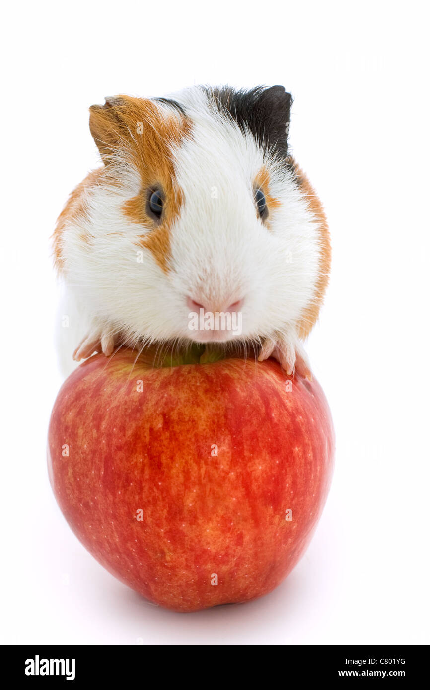 guinea pig and red apple Stock Photo Alamy