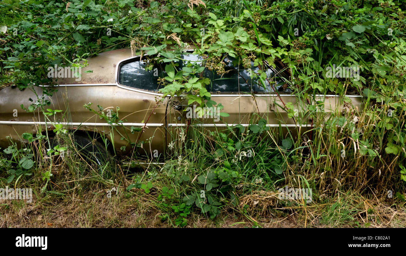 Pontiac Trans Am 76 buried within a bush. Stock Photo