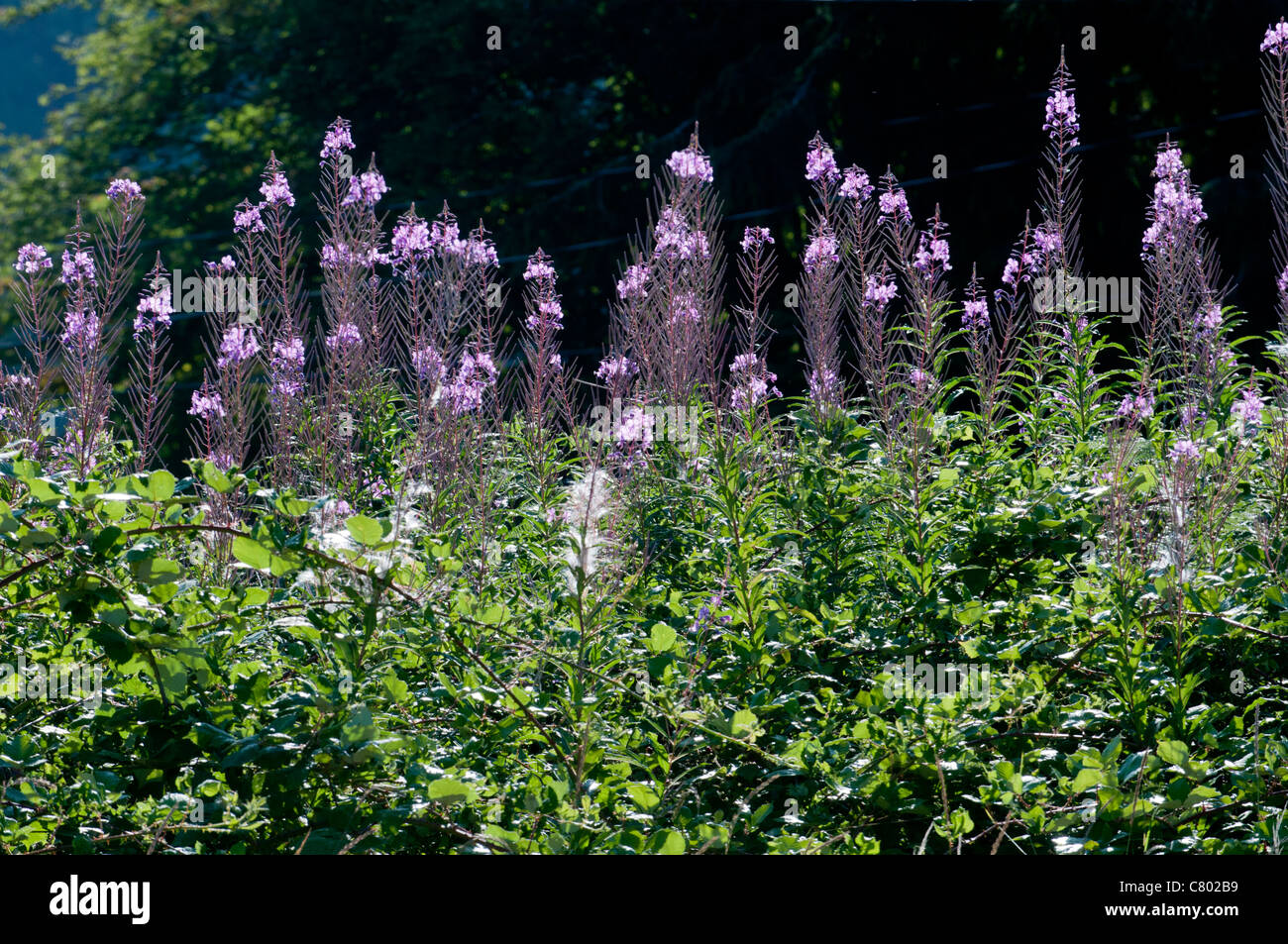 Fireweed, or Large Willow-herb, Epilobium Angustifolium Stock Photo