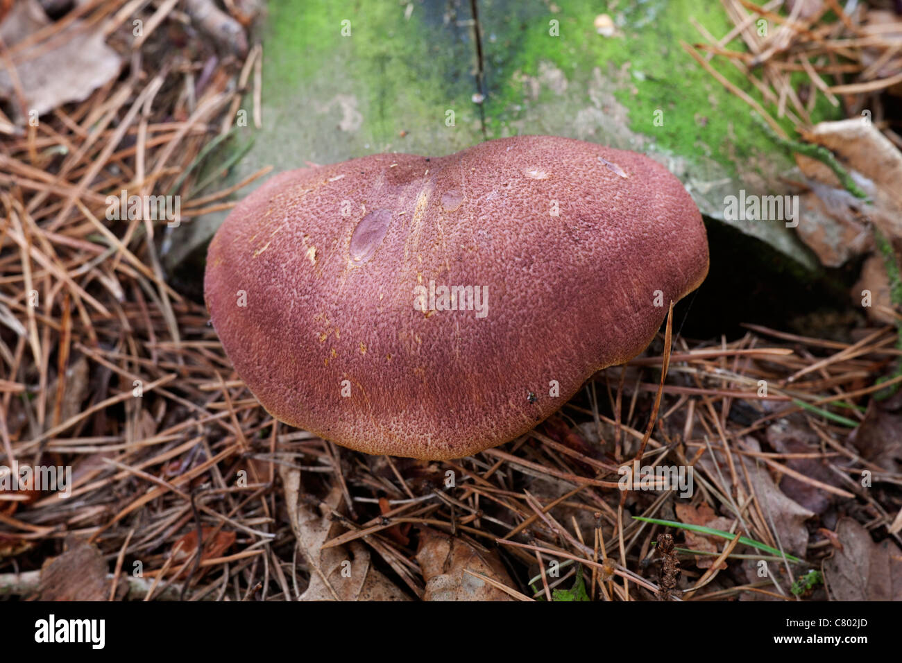 Plums and custard fungi hires stock photography and images Alamy
