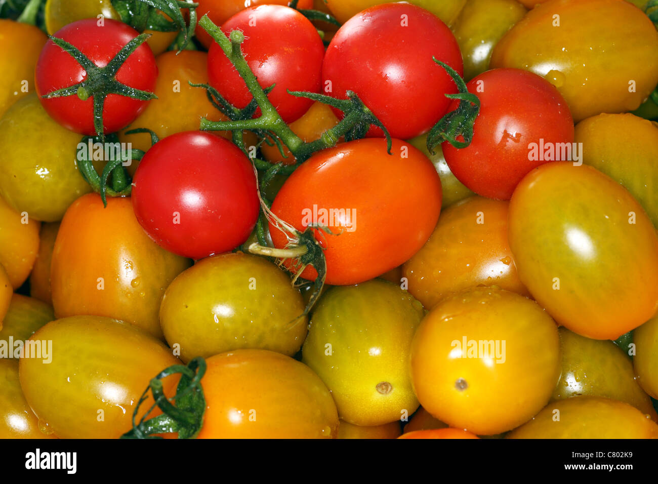Mixed tomatoes Stock Photo