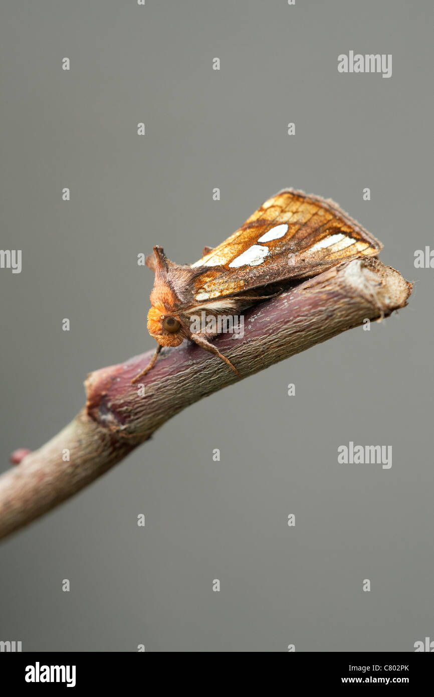 Gold Spot Plusia festucae adult moth at rest on a twig Stock Photo