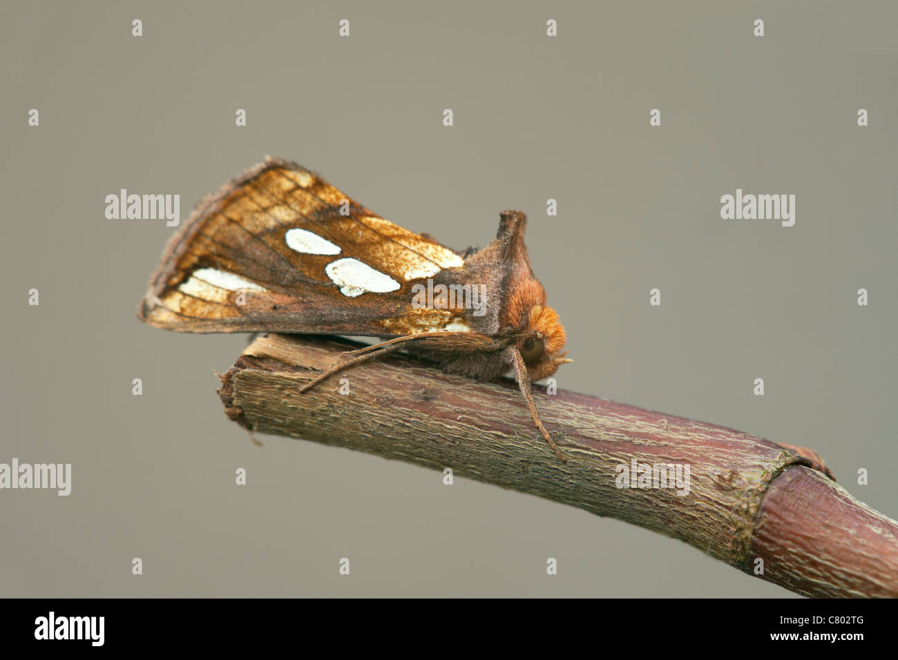 Gold Spot Plusia festucae adult moth at rest on a twig Stock Photo