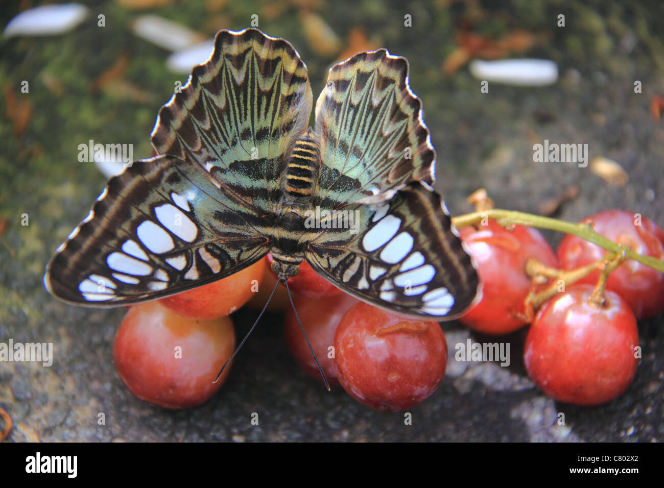 Citrus Swallowtail Butterfly perched on some grapes Stock Photo
