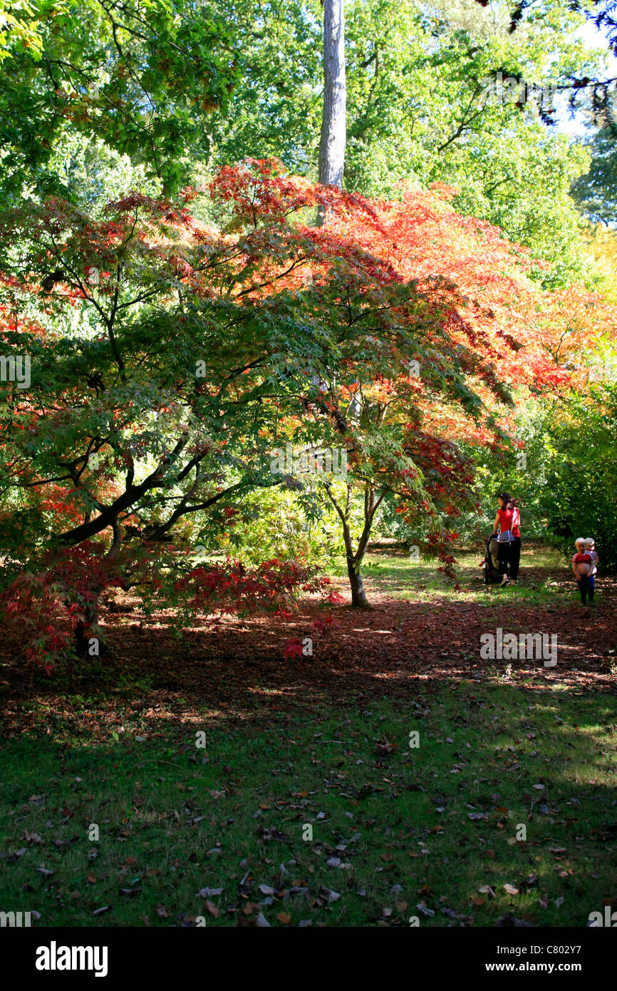 Japanese Red Maple Tree in Gloucestershire Park Stock Photo Alamy