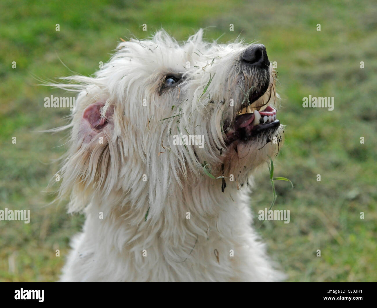 A happy dirty bichon frise that has been playing in the dirt Stock Photo