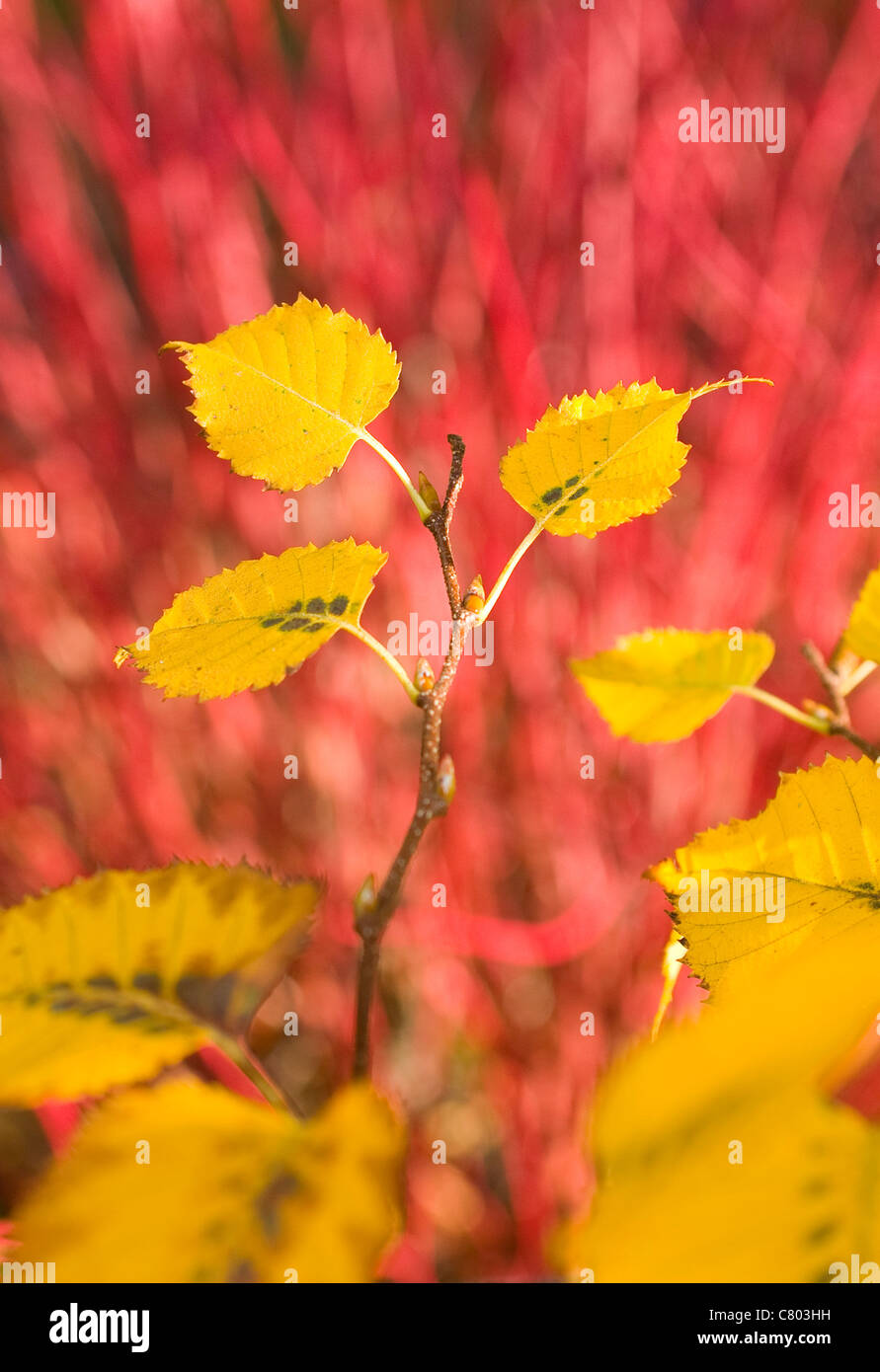 Yellow Birch Leaves contrasting with Red Cornus Stems in Autumn Stock Photo