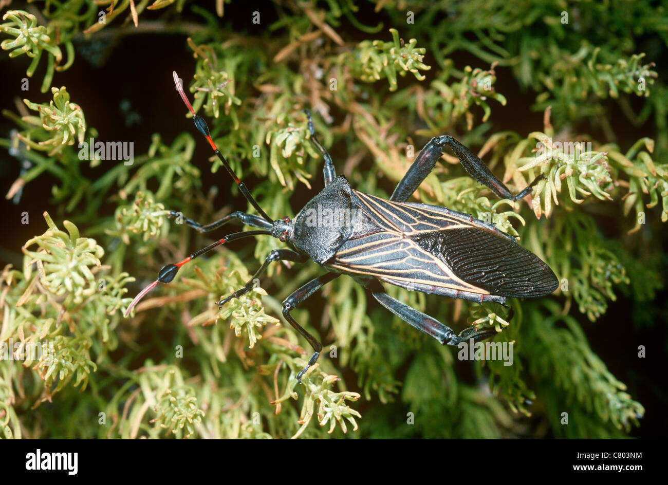 Giant Mesquite Bug Leaffooted bug (Thasus acutangulus Coreidae