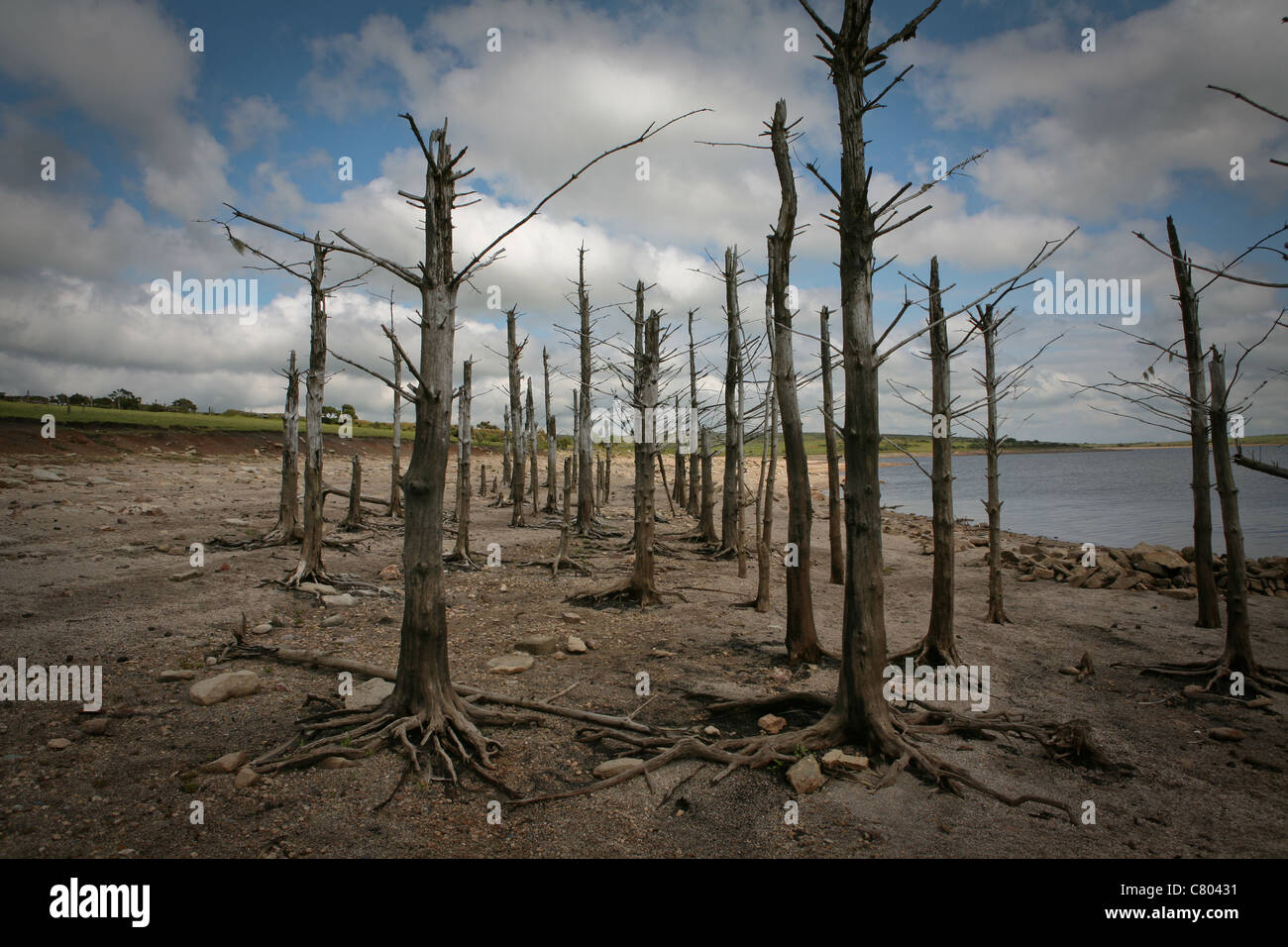 A group of dead trees at the edge of a lake Stock Photo