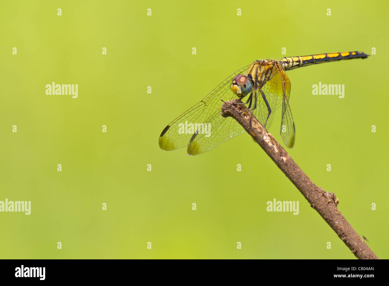 Dragon fly resting  on a perch Stock Photo