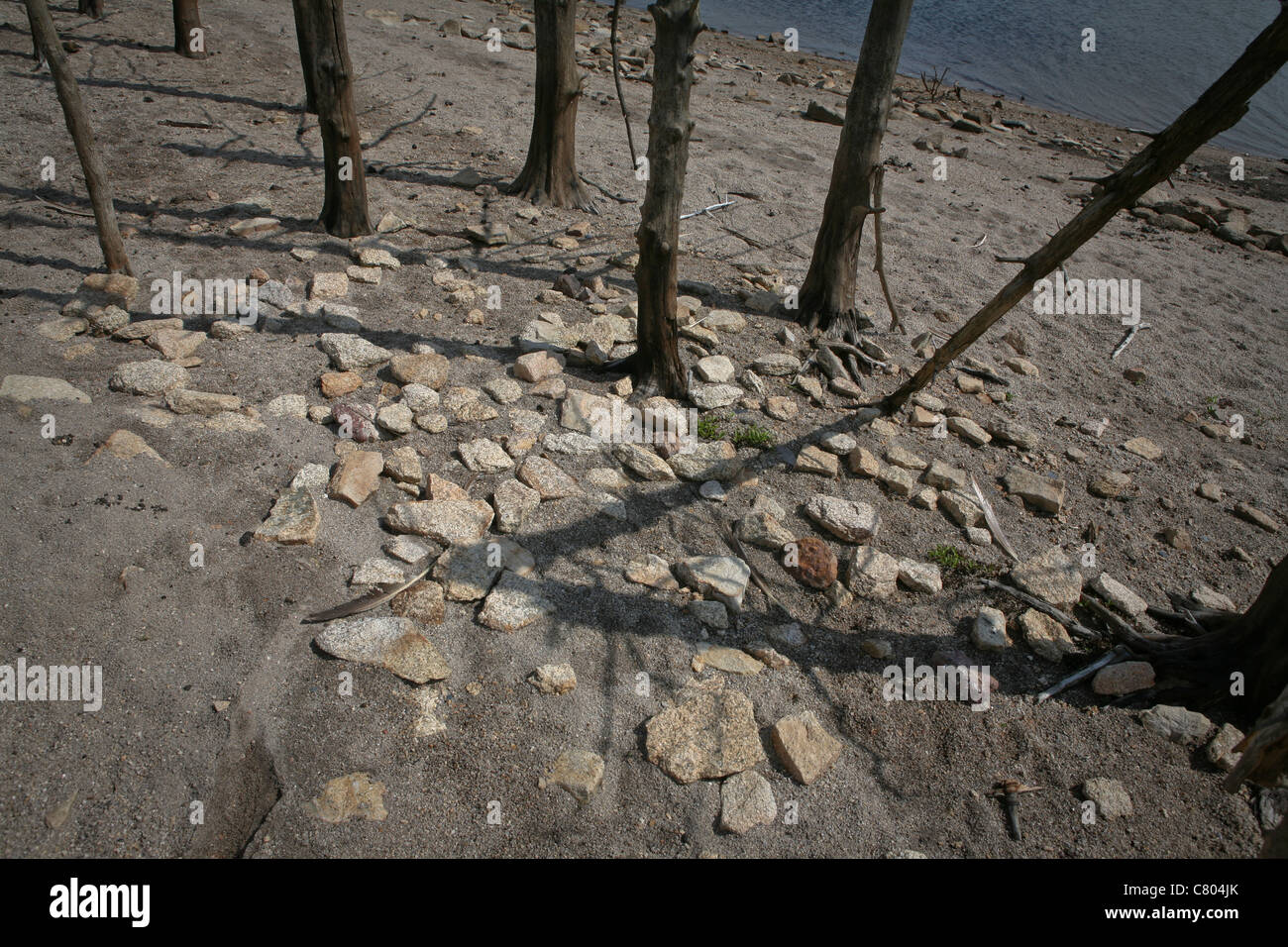 Dead trees by a lake Stock Photo - Alamy