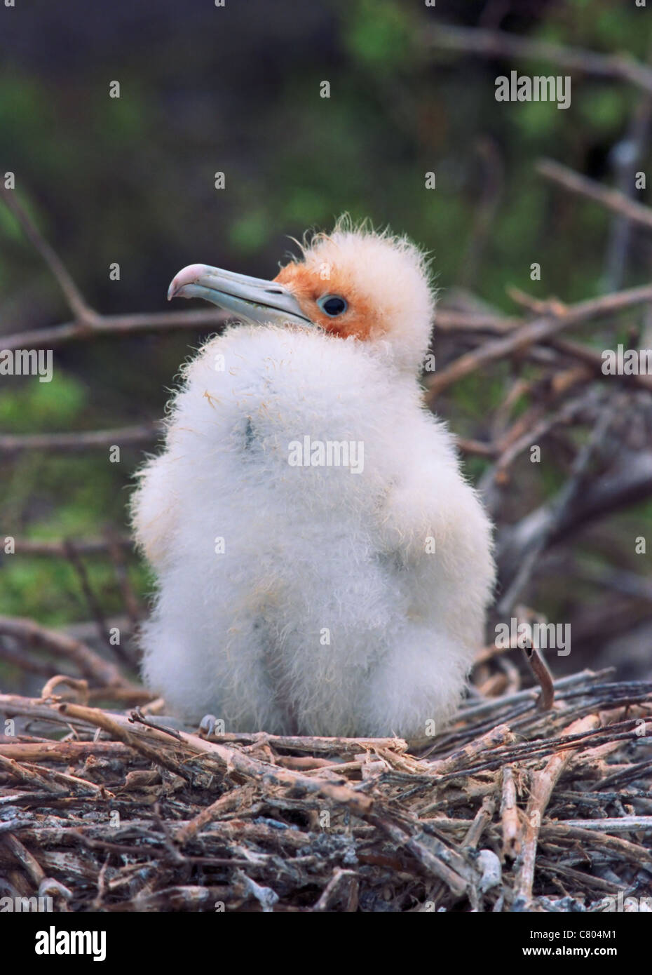 White frigatebird chick on the nest Stock Photo