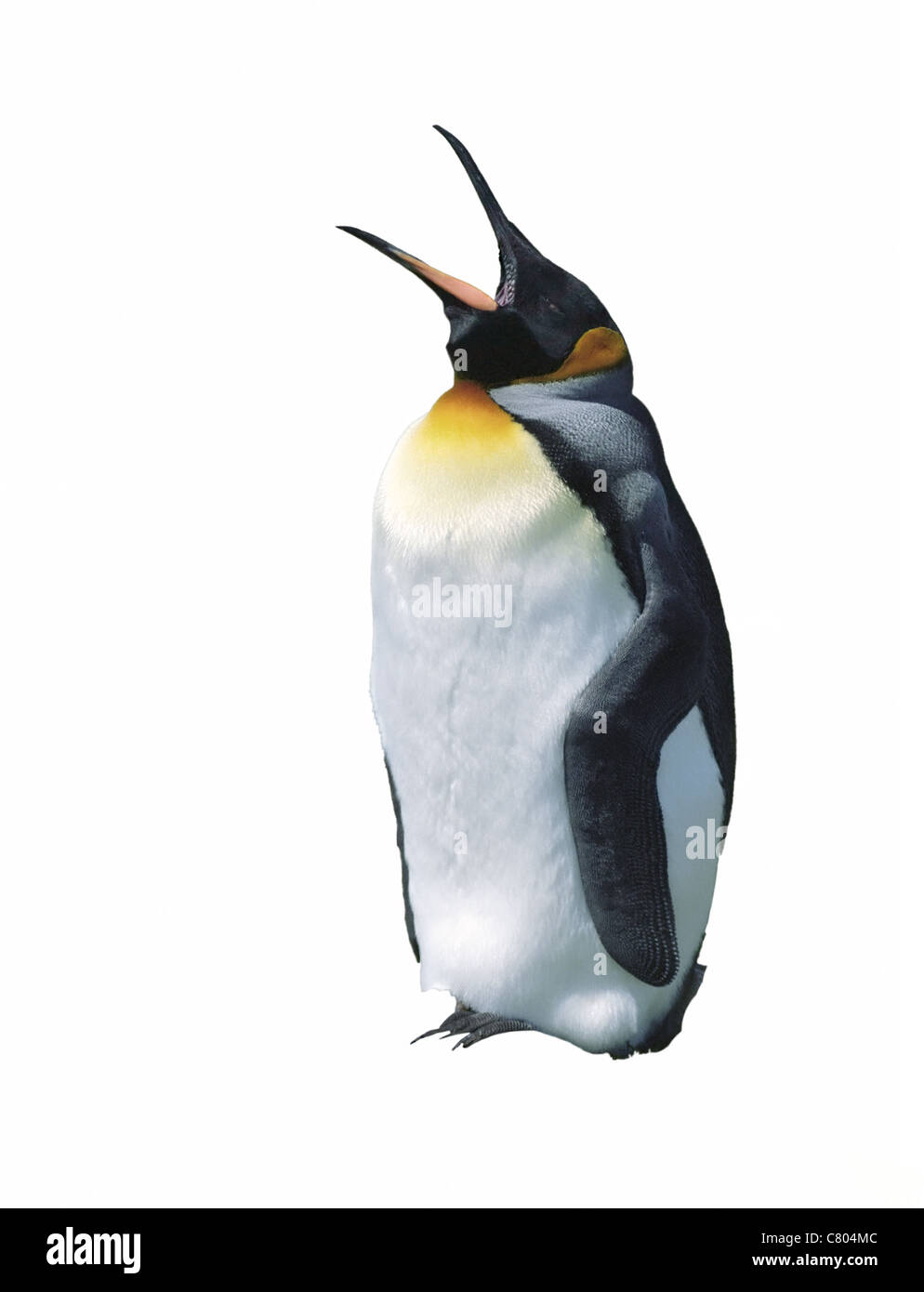 images Emperor Penguin Cut Out https www alamy com stock photo emperor penguin chick with open mouth isolated on white 39341692 html