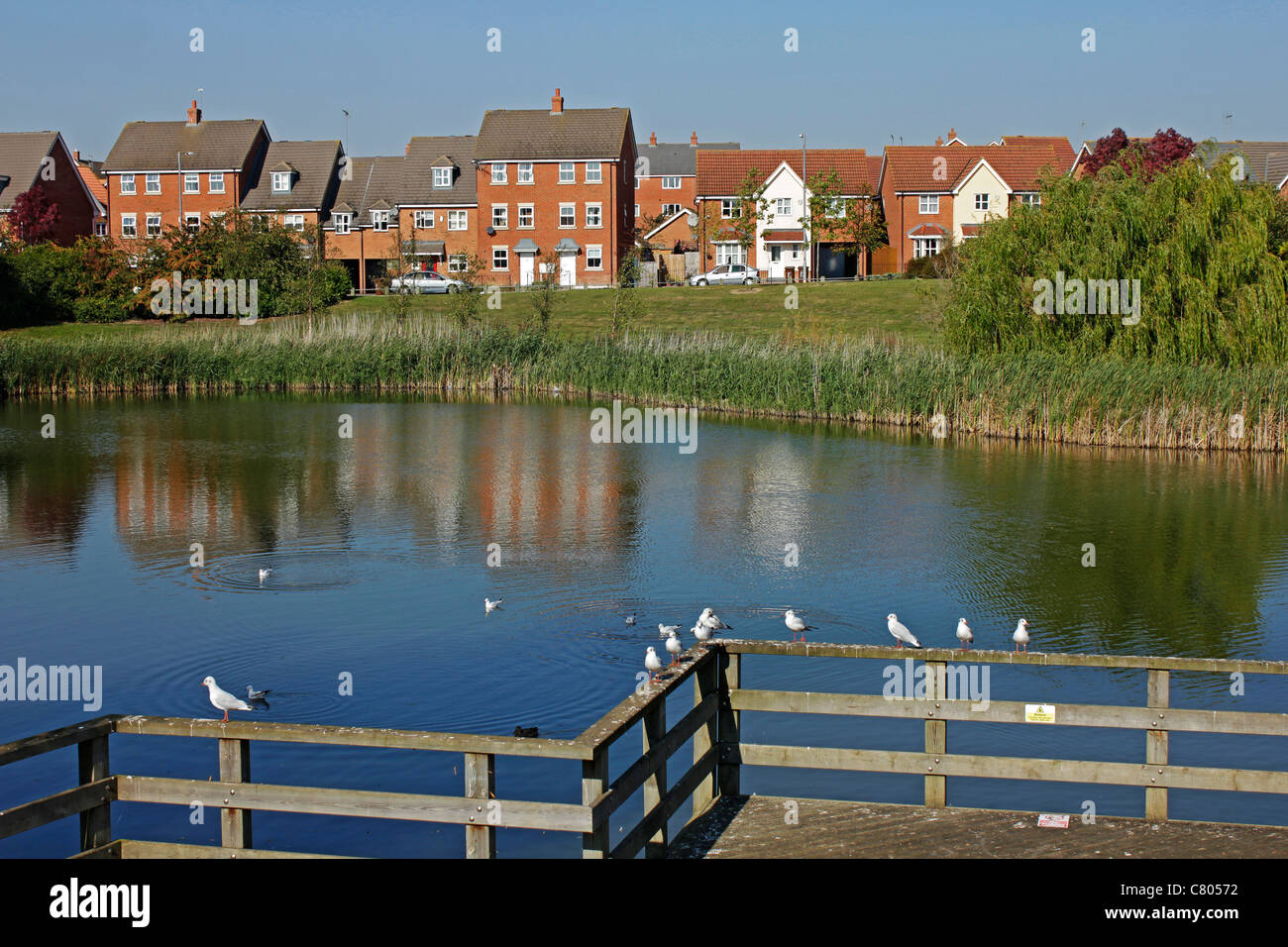 Gulls enjoy a paddle on one of the lakes in the Oakley Vale area of Corby Northamptonshire England Stock Photo