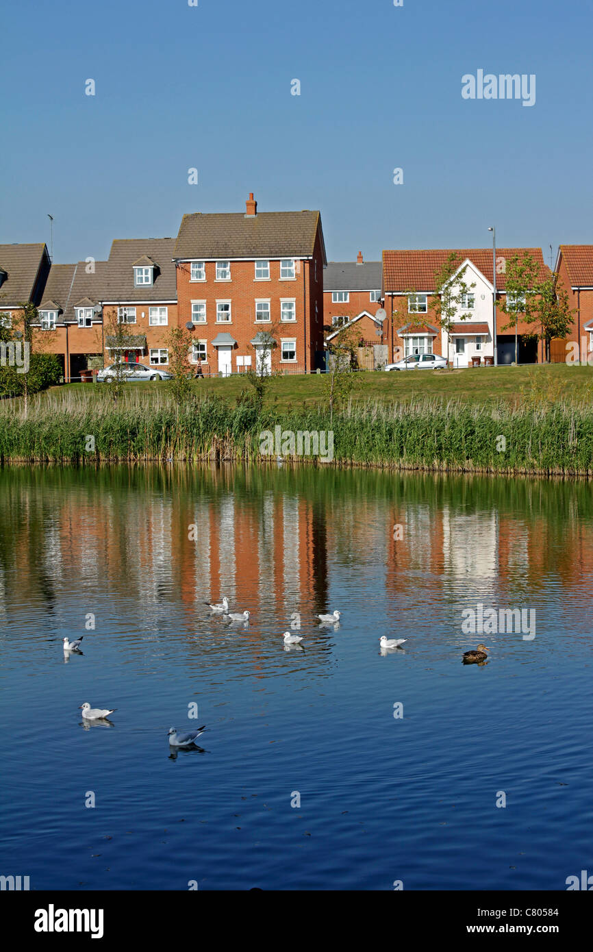 Gulls enjoy a paddle on one of the lakes in the Oakley Vale area of Corby Northamptonshire England Stock Photo